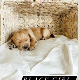 Aussiedoodle and Goldendoodle Puppies from Utah Faith Doodles