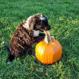 Auggie - Black and white male Sheepadoodle puppy in Bellevue, Iowa from Fluffy Wonders Poms and Doodles