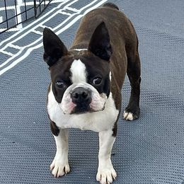 Cash - Boston Terrier