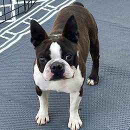 Cash - Boston Terrier