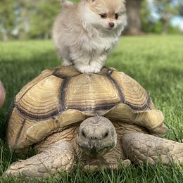 Pomeranian Puppies from POMS USA