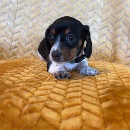 Green collar, female - Piebald female Dachshund puppy in Brevard, North Carolina from Morgan’s Dachshund’s & Aussies