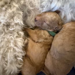 Boy 2 - Red  male Poodle puppy in Fairfield, North Carolina from Leaning T Ranch