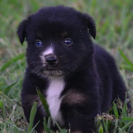 Onyx - Black Tri Male - Black tri male Miniature Australian Shepherd puppy in Gravette, Arkansas from DiamondR Mini Aussies @ DiamondR Farm & Kennel