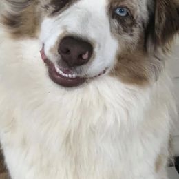 Australian Shepherds from Howell Aussies