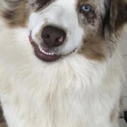 Australian Shepherds from Howell Aussies