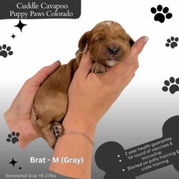 Brat - Red male Cavapoo puppy in Fort Lupton, Colorado from Puppy Paws Colorado