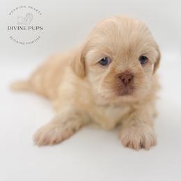 Tango - Gold male Shih Tzu puppy in League City, Texas from Divine Pups