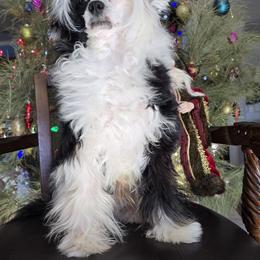 Paris - Chinese Crested