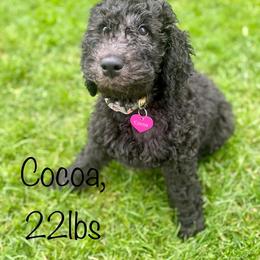 Bernedoodle and Goldendoodle All Grown Up from A.N.A. Doodles