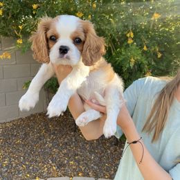 Cavalier King Charles Spaniel Puppies from Parks Cavaliers