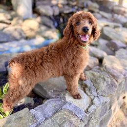 Old English Sheepdog and Poodle Puppies from Canine Castle of Cleveland