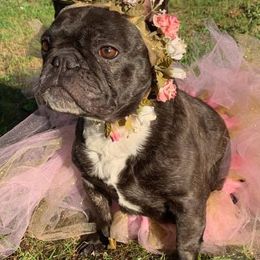 French Bulldogs from 2K Frenchies