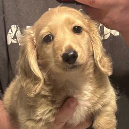 Uno - Cream female Dachshund puppy in Arp, Texas from Barksalot Dachshunds