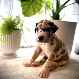 Poseidon - Merle male Great Dane puppy in Aldie, Virginia from High Point Mountain Danes