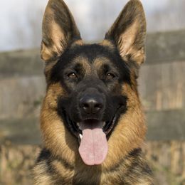 German Shepherds from Vom Haus Rabenstein