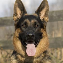 German Shepherds from Vom Haus Rabenstein