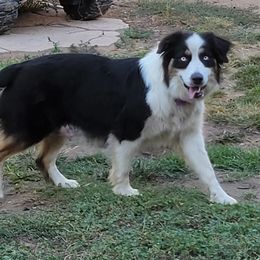 Aussiedoodles, Australian Shepherds, and Havapoos from Pawfectly Aussies