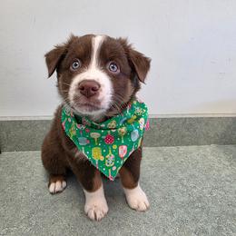 Rorik - Red tri-color male Australian Shepherd puppy in Oak Ridge, Missouri from Myers Farm Aussies