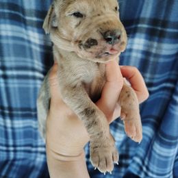 Lyle - Merle male Great Dane puppy in Marshall, Michigan from Dream K9
