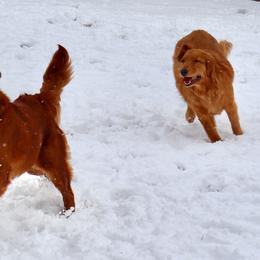 Golden Retriever and Miniature Australian Shepherd All Grown Up from Raised Right Pups