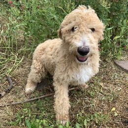 Poodle Puppies from Rocky Mountain Poodles