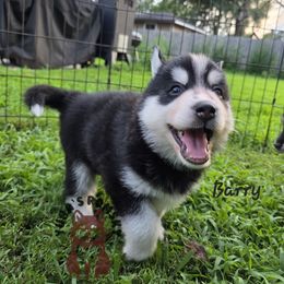 Barry Allen - Black and white male Pomsky puppy in Blaine, Minnesota from Yuna's Pomsky