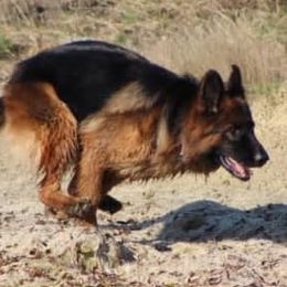 German Shepherds from Maroon Hills Kennel