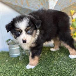 Sullivan - Black tri-color male Australian Shepherd puppy in Granbury, Texas from Texas Miniature Aussies
