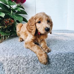 Rose - Red  female Goldendoodle puppy in Everett, Washington from Big Top Doodles