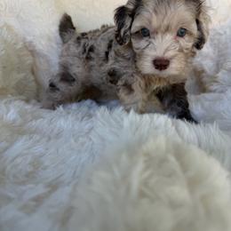 Bambi - male Australian Mountain Doodle puppy in Fullerton, California from Emerald Creek Doodles