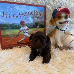 Belle - Chocolate female Shih Tzu puppy in Success, Missouri from Sweet Success