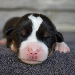 Dottie - Black, white and red female Greater Swiss Mountain Dog puppy in Gassaway, West Virginia from Rolling Hills Ranch and Kennels LLC