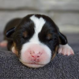 Dottie - Black, white and red female Greater Swiss Mountain Dog puppy in Gassaway, West Virginia from Rolling Hills Ranch and Kennels LLC