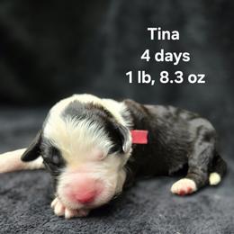 Girl 5 - female Old English Sheepdog puppy in Sutherlin, Oregon from Sapphire Eyes Sheepdogs