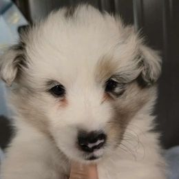 Shae - Blue merle white and tan female Shetland Sheepdog puppy in La Porte City, Iowa from Kyrie Shetland Sheepdogs