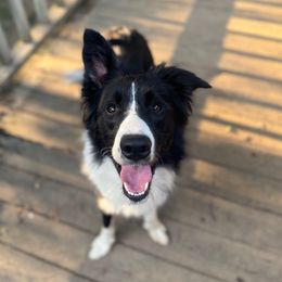 Otter - Black and white male Border Collie puppy in Danville, Kentucky from Herding Heritage