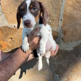 Benny - Piebald male Dachshund puppy in Aurora, Missouri from Baker Farms