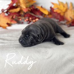 Ruddy - Black male Labrador Retriever puppy in Susanville, California from Bitterbrush Farm & Apiary