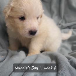 Boy 1 - White male Great Pyrenees puppy in Nicholson, Georgia from Pony Trail Farm