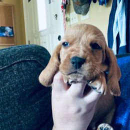 Elmo - Mahogany and white male Basset Hound puppy in Tollesboro, Kentucky from Low and Slow Bassets