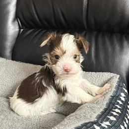 Sarabi AKC - Chocolate, tan and white female Yorkshire Terrier puppy in Labelle, Florida from Chocolate and Parti Yorkies in Florida