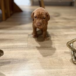 Vizsla Puppies from April Wolf
