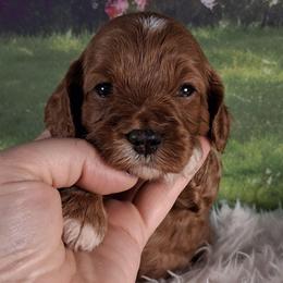 Scoops F1b - Red male Cavapoo puppy in Centerton, Arkansas from Velvet Paws Cavapoos