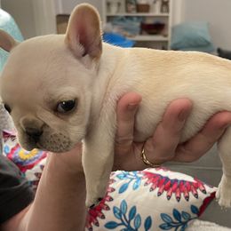 French Bulldog Puppies from JoJo French Bulldogs