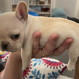 French Bulldog Puppies from JoJo French Bulldogs