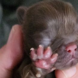 Kona Bean - Liver Shih Tzu puppy in Phoenix, Arizona from AZSHIHTZCREW