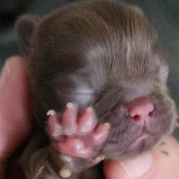 Kona Bean - Liver Shih Tzu puppy in Phoenix, Arizona from AZSHIHTZCREW