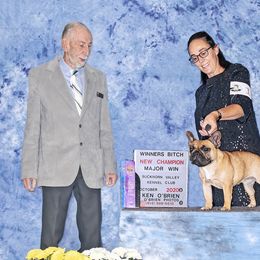 French Bulldog and Mastiff All Grown Up from Divine Mastiffs Ashlan French Bulldogs