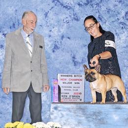 French Bulldog and Mastiff All Grown Up from Divine Mastiffs Ashlan French Bulldogs